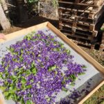sechage violettes